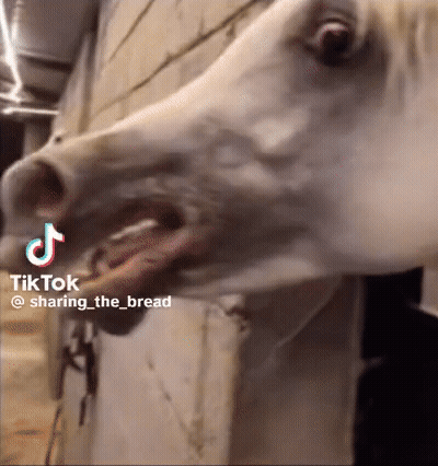 A Close Up Of A Horse 'S Head With Its Mouth Open And A Tiktok Watermark On The Bottom Right Corner . GIF
