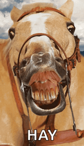 A Close Up Of A Horse 'S Mouth With The Word Hay Above It GIF