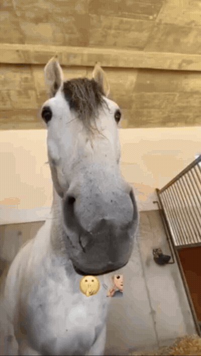 A Close Up Of A Horse 'S Nose With A Smiley Face On It GIF