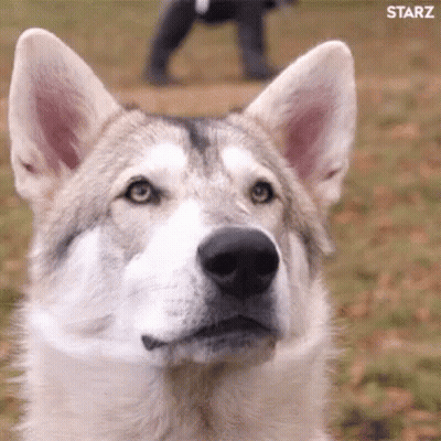 A Close Up Of A Husky Dog Looking At The Camera With A Person Walking In The Background . GIF