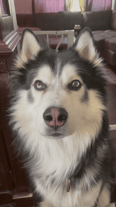 A Close Up Of A Husky Dog 'S Face GIF