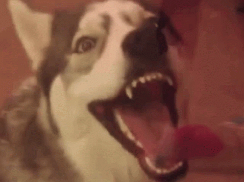 A Close Up Of A Husky Dog With Its Mouth Open And Teeth Showing . GIF