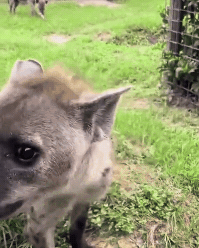 A Close Up Of A Hyena 'S Face In A Grassy Field GIF
