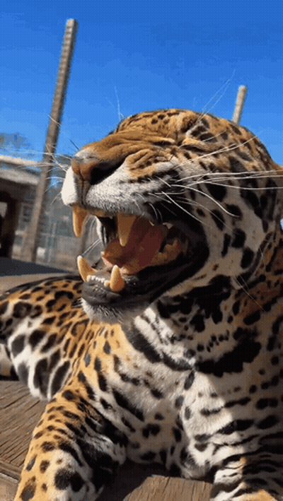 A Close Up Of A Jaguar With Its Mouth Wide Open GIF