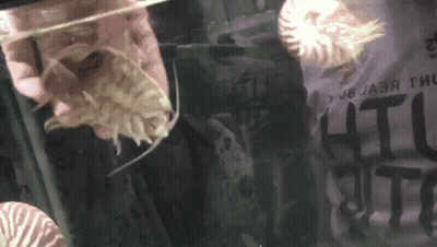 A Close Up Of A Jellyfish In A Tank With A Sign Behind It That Says " Что " GIF