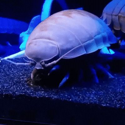 A Close Up Of A Jellyfish In A Tank With Blue Lights GIF