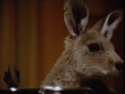 A Close Up Of A Kangaroo 'S Face Looking At The Camera . GIF