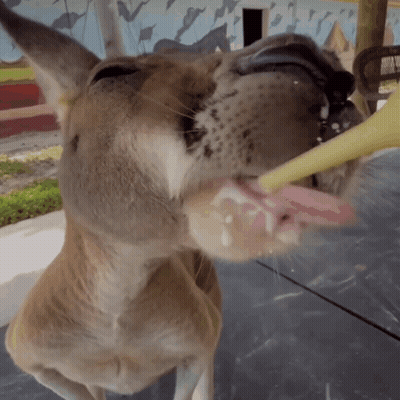 A Close Up Of A Kangaroo 'S Mouth With Its Tongue Hanging Out GIF