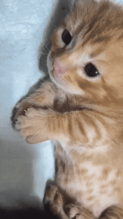 A Close Up Of A Kitten Laying Down On A Blue Surface GIF