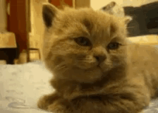 A Close Up Of A Kitten Laying On A Bed . GIF