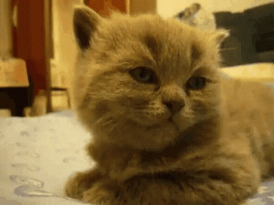 A Close Up Of A Kitten Laying On A Bed . GIF