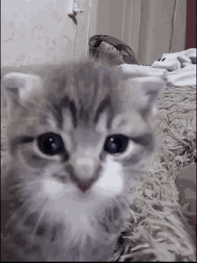 A Close Up Of A Kitten Laying On A Blanket GIF