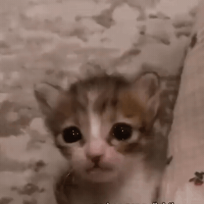 A Close Up Of A Kitten Looking At The Camera GIF