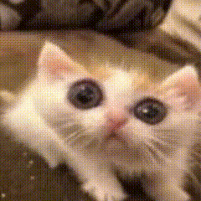 A Close Up Of A Kitten 'S Face With A Blurry Background . GIF