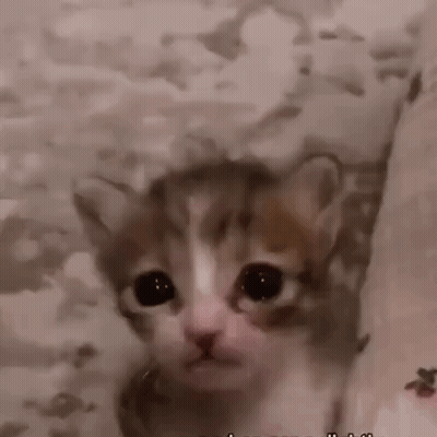 A Close Up Of A Kitten 'S Face With A Blurry Background . GIF