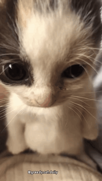 A Close Up Of A Kitten 'S Face With The Caption Greedy.cat.daily GIF