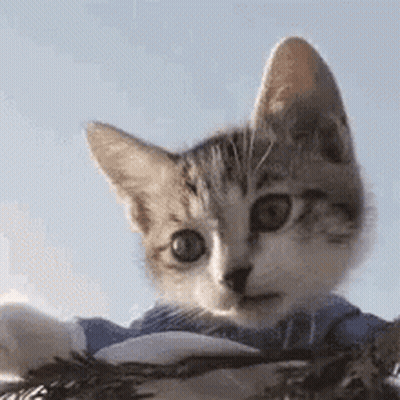 A Close Up Of A Kitten Wearing A Blue And White Striped Shirt . GIF
