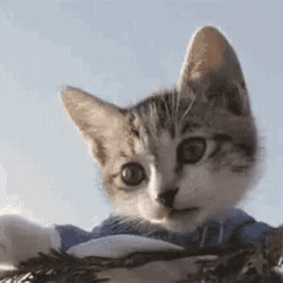 A Close Up Of A Kitten Wearing A Blue Shirt Looking At The Camera . GIF