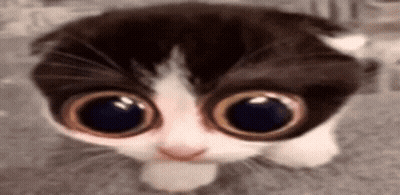 A Close Up Of A Kitten With Big Eyes Looking At The Camera . GIF