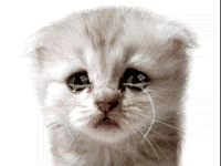 A Close Up Of A Kitten With Tears Coming Out Of Its Eyes GIF