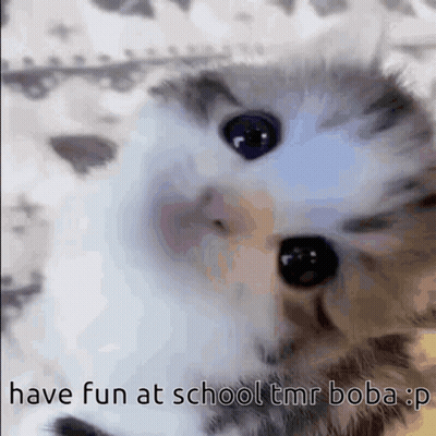 A Close Up Of A Kitten With The Words Have Fun At School Tmr Boba GIF