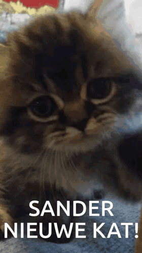 A Close Up Of A Kitten With The Words Sander Nieuwe Kat On The Bottom GIF