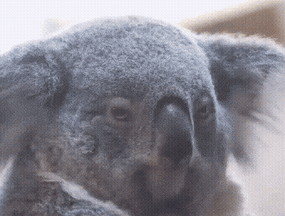 A Close Up Of A Koala Bear 'S Face Looking At The Camera GIF