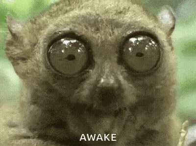 A Close Up Of A Lemur 'S Face With Big Eyes And The Words `` Awake '' Above It . GIF