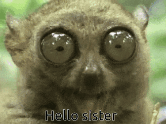 A Close Up Of A Lemur With Big Eyes And The Words Hello Sister Below It GIF