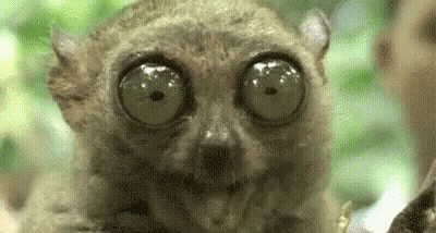 A Close Up Of A Lemur With Large Eyes Looking At The Camera . GIF