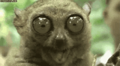 A Close Up Of A Lemur With Very Large Eyes Looking At The Camera . GIF