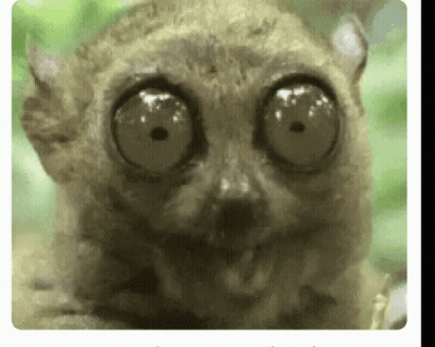 A Close Up Of A Lemur With Very Large Eyes Looking At The Camera . GIF