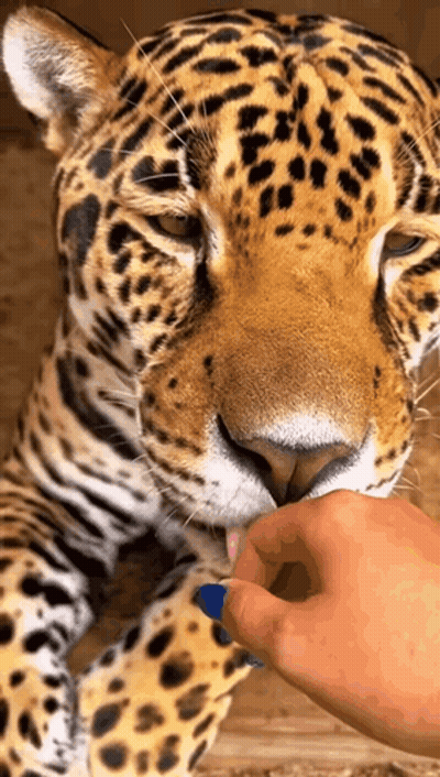 A Close Up Of A Leopard Being Petted By A Person 'S Hand GIF