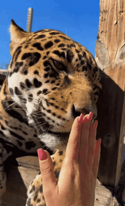 A Close Up Of A Leopard Licking A Woman 'S Hand GIF