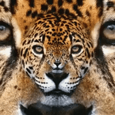 A Close Up Of A Leopard 'S Face With A Reflection Of Another Leopard 'S Face GIF