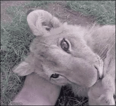 A Close Up Of A Lion Cub Laying In The Grass . GIF