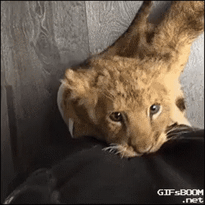 A Close Up Of A Lion Cub Laying On A Person 'S Shoulder . GIF