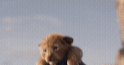 A Close Up Of A Lion Cub Looking At The Camera GIF
