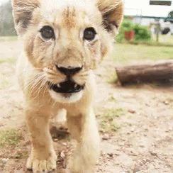 A Close Up Of A Lion Cub Walking On The Ground GIF
