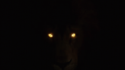 A Close Up Of A Lion 'S Eyes Glowing Brightly In The Dark GIF