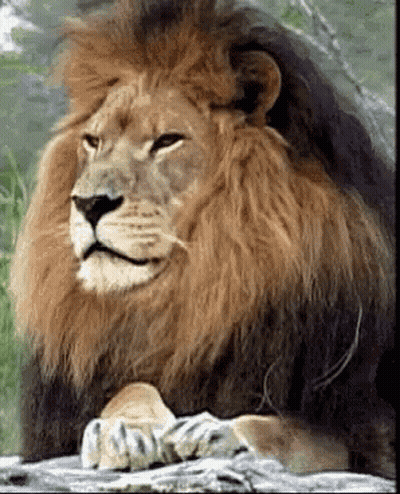 A Close Up Of A Lion 'S Face With A Blurred Background GIF