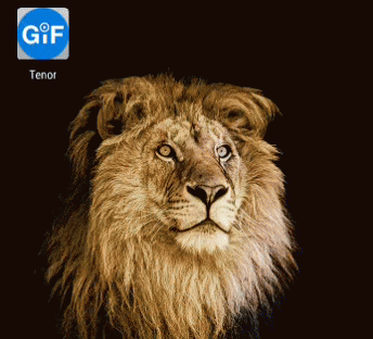 A Close Up Of A Lion 'S Face With A Gif Icon Below It GIF