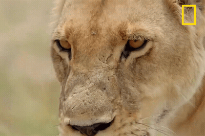 A Close Up Of A Lion 'S Face With A National Geographic Logo On The Ear GIF