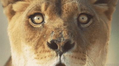 A Close Up Of A Lion 'S Face With A Watermark That Says ' Wildlifephoto ' On The Bottom Right GIF