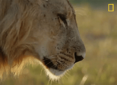 A Close Up Of A Lion 'S Face With The National Geographic Logo In The Background GIF