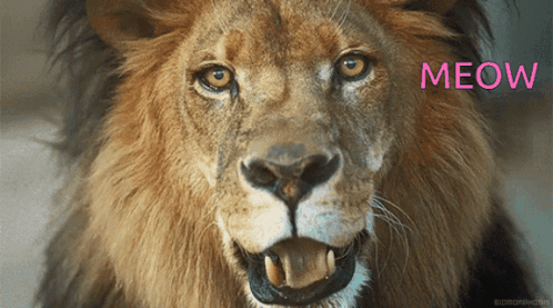 A Close Up Of A Lion 'S Face With The Word Meow In Pink GIF