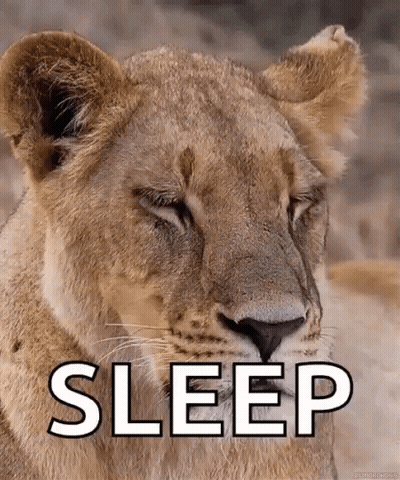 A Close Up Of A Lion 'S Face With The Words Sleep Written On It . GIF