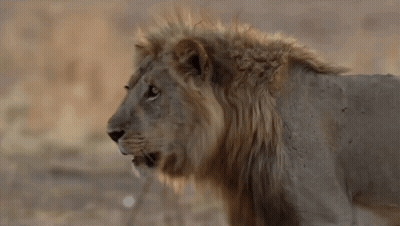 A Close Up Of A Lion With A Long Mane Standing In The Wild Looking At The Camera . GIF