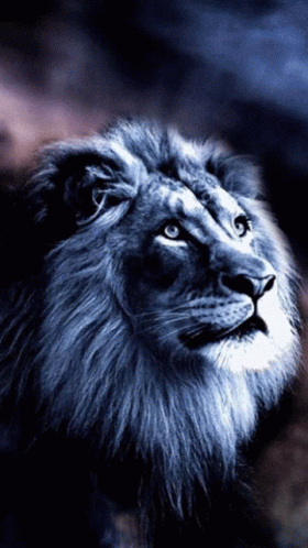 A Close Up Of A Lion With Blue Eyes GIF