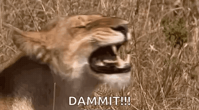 A Close Up Of A Lion With Its Mouth Open And The Words Dammit ! GIF